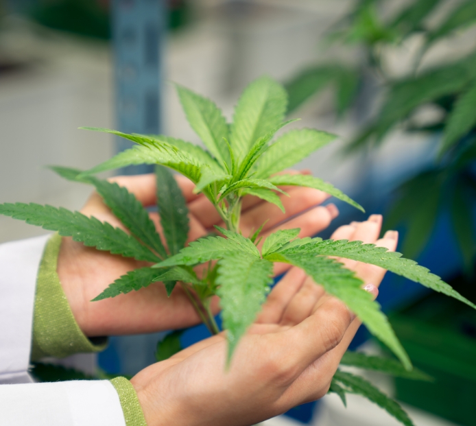 Marijuana law cannabis grow